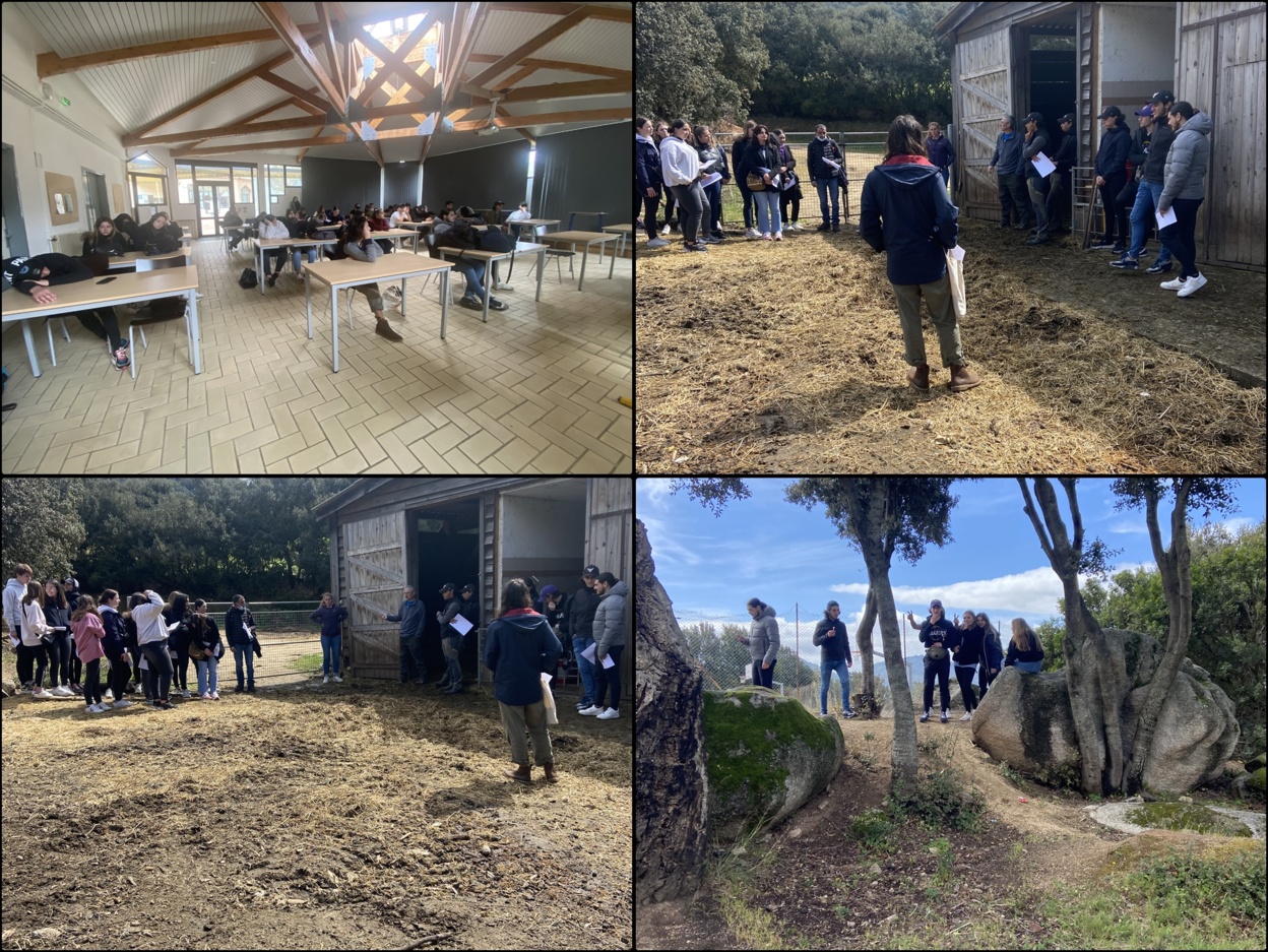 Sorite au Campus du Lycée Agricole de Sartène Sorite au Campus du Lycée Agricole de Sartène