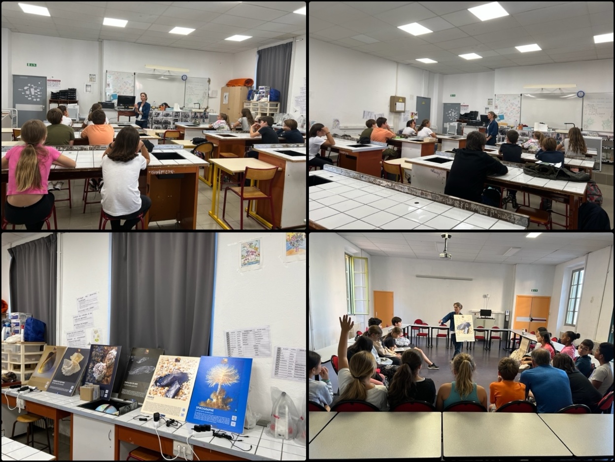 "Les curiosités de la Mer" "Les curiosités de la Mer"