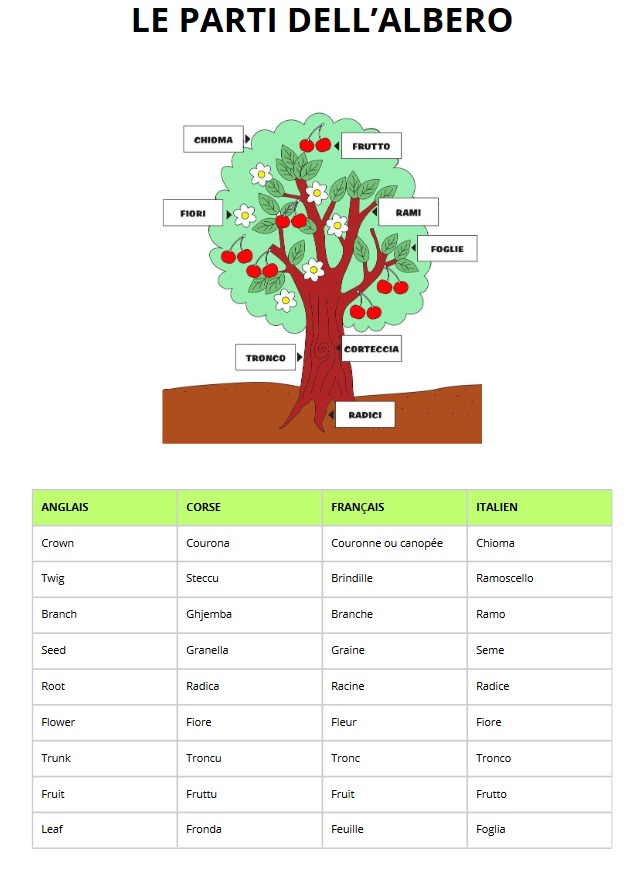 Le parti dell'albero in italiano, inglese, corso e francese. 
