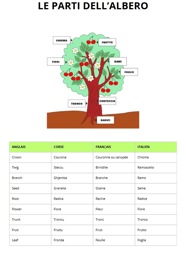 Le parti dell'albero in italiano, inglese, corso e francese. Le parti dell'albero in italiano, inglese, corso e francese.