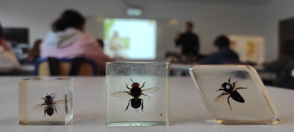 6° CLEDD: Le miel et les abeilles 6° CLEDD: Le miel et les abeilles