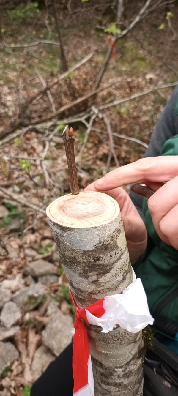 4°CLEDD "Furest'Avvene" 4°CLEDD "Furest'Avvene"