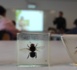 6° CLEDD: Le miel et les abeilles 