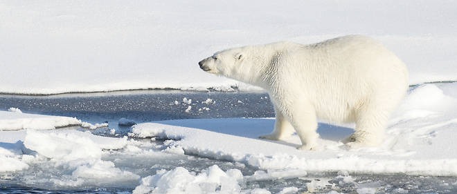 Le calvaire des ours polaires