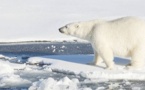 Le calvaire des ours polaires