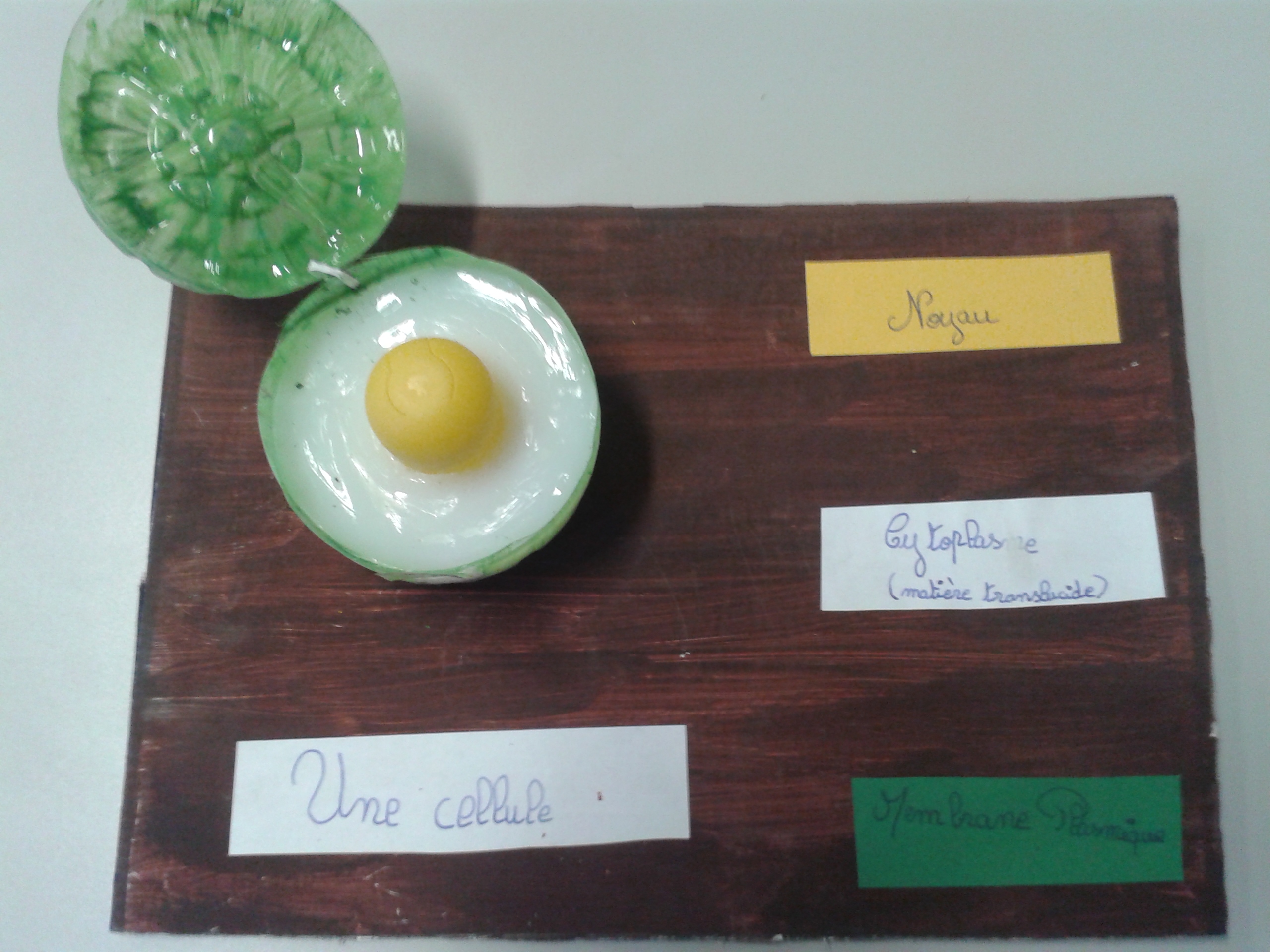 une maquette de cellule