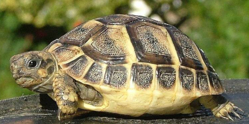 La tortue d'Hermann La tortue d'Hermann