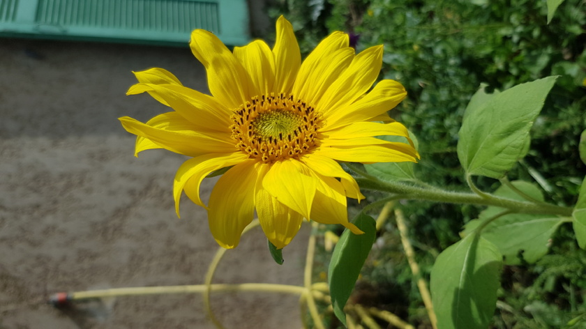 Atelier Potager-Jardin Atelier Potager-Jardin