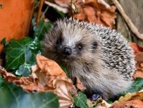 Hérissons dans votre jardin ?