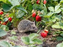 Hérissons dans votre jardin ?