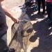Biguglia 2013 (69)