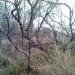 ETANG DE BIGUGLIA 2014 (29)
