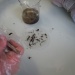 dissection SVT (15)