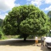 5 un magnifique chêne vert (640x480)