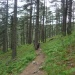 20 col de bavella pins lariciu et fougères (480x640)