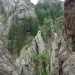 82 ravin du ruisseau de velaco  sapins versant nord (480x640)