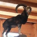 20170608_113825 (480x640)