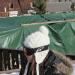 IMG_0197 (800x450)